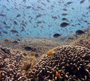 Wunderschöne Korallenriffe 