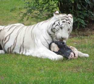 Serengeti Park Hodenhagen