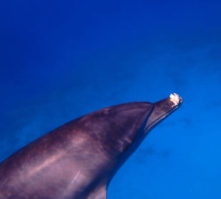 Auch Delfine spielen, hier mit Koralle