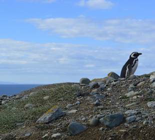 Park Narodowy Isla Magdalena