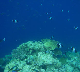 Unterwasser, beim Schnorchelausflug