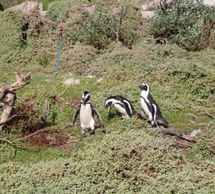 ...aber wir 3 gehen zusammen....