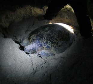 Schildkröte bei der Eiablage