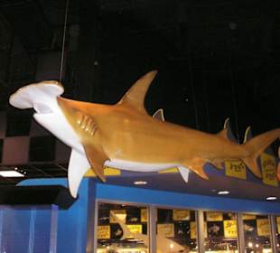 Eingangsbereich vom Aquarium