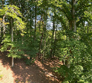 Baumwipfelpfad, Rügen