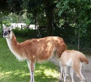 Jungtier an der Milchbar