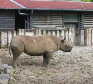 Nashorn