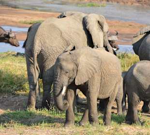Ruaha Nationalpark