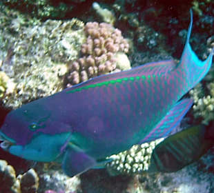 Rwelt Riff Rohanou Beach Resort