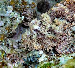 Baertiger Drachenkopf