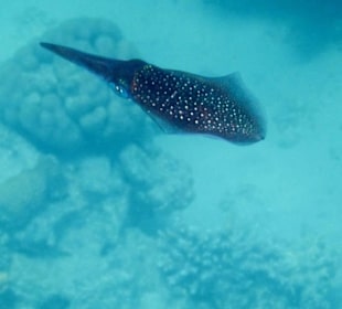 Meeresbewohner vom Riff Hotel Iberotel Coraya Beach