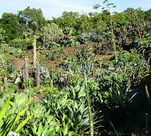 Spaziergang durch den Botanischen Garten Mascarin