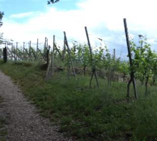 Wanderweg - Alter Steinbruch Pfaffenberg Runde
