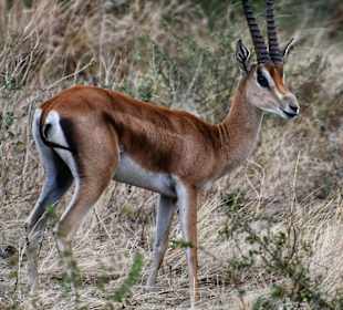 Gazelle