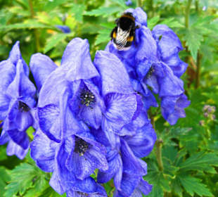 Цветы октября