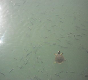 Von der Brücke aus aufgenommen