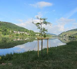 Wandern Zell (Mosel)