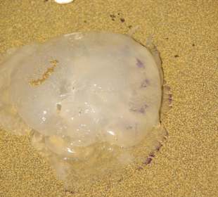 Rest vom Sommer lach