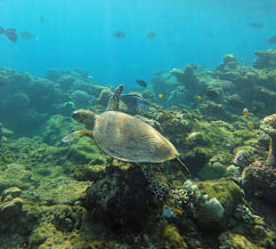 Karett - überm Riff unterwegs