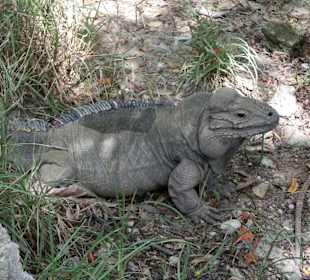 Nashornleguan/ Tropical-River-Tour