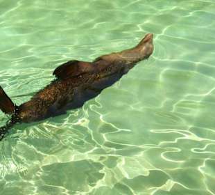 Seehund