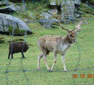 Wildpark Ferleiten