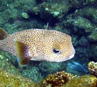 Schnorcheln im Happy Life Resort