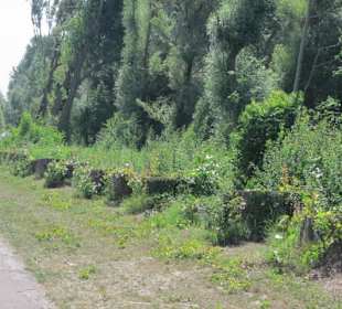 Gefällte Pappeln am Rhein in Germersheim