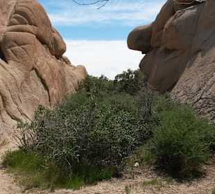 Joshua Tree National Park