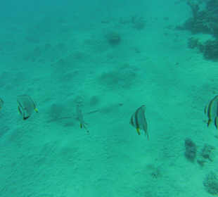 Stachelrochen am Grund