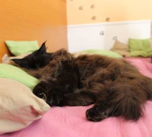Котэ