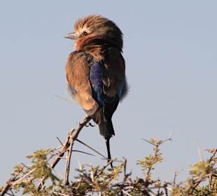 "Botswana Vogel"
