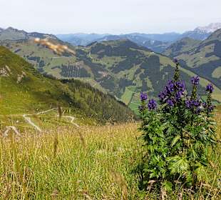 Wandern Saalbach-Hinterglemm