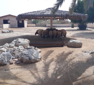 Al Areen Wildlife Park