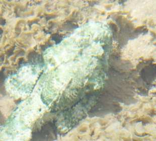 Fisch am Strand bei Ebbe