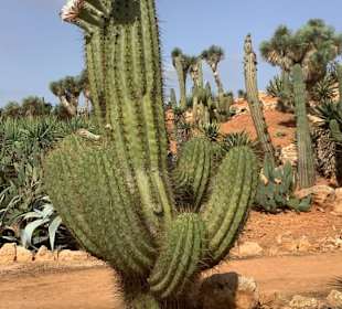 Mit schönen Blüten