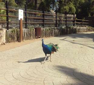 ZOO José Cruz Conde