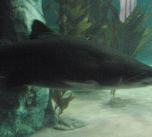 Rekin w Akwarium w Loro Park