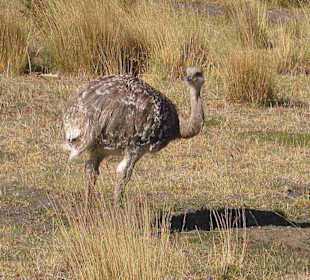 Nandu im Torres del Paine Nationalpark