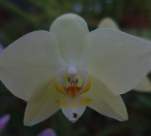 Orchidee