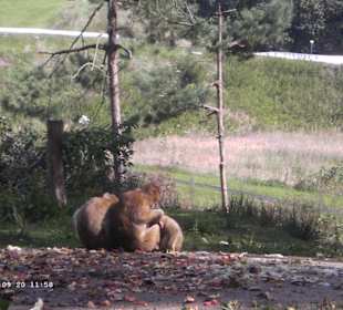Erst Fressen dann lausen