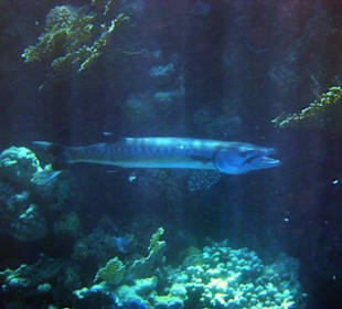 Barrakuda beim "Zahnservice" am Hausriff