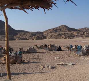 Ausflug in die Wüste - Kamelreiten
