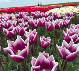 Floratuin Julianadorp