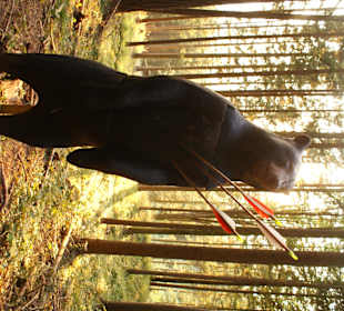 3D Bogenparcours am Wurbauerkogel