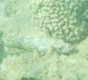 Schnorcheln Hurghada