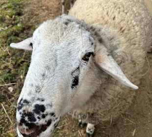 Arkadenheuriger Freilichtmuseum Bad Tatzmannsdorf