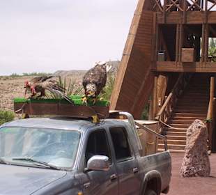 Oasispark - Flugschau