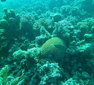 Tauchen bei der Dive Connection
