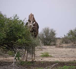 Direkt hinter dem "Zelt" schmeckt es am besten!